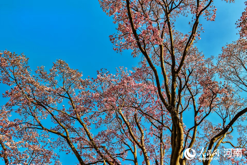 湛蓝晴空下，辛夷花缀满枝头。人民网 程明辉摄