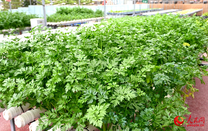 园区无土栽培的芹菜。人民网记者 王玉兴摄