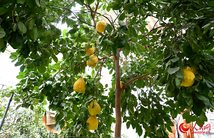 园区种植的柚子。人民网记者 王玉兴摄