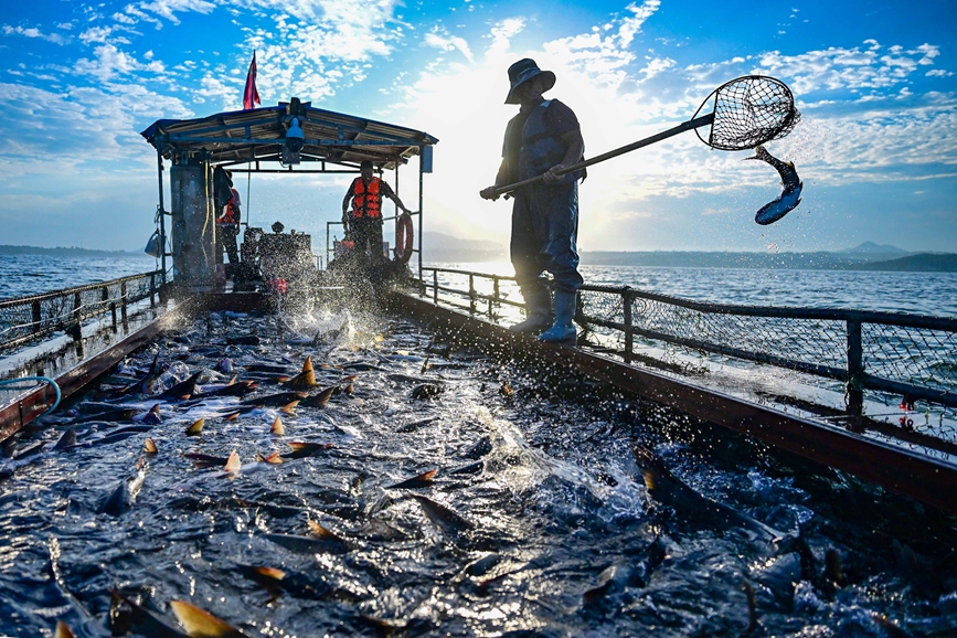 陸渾開漁活動現場。王博攝