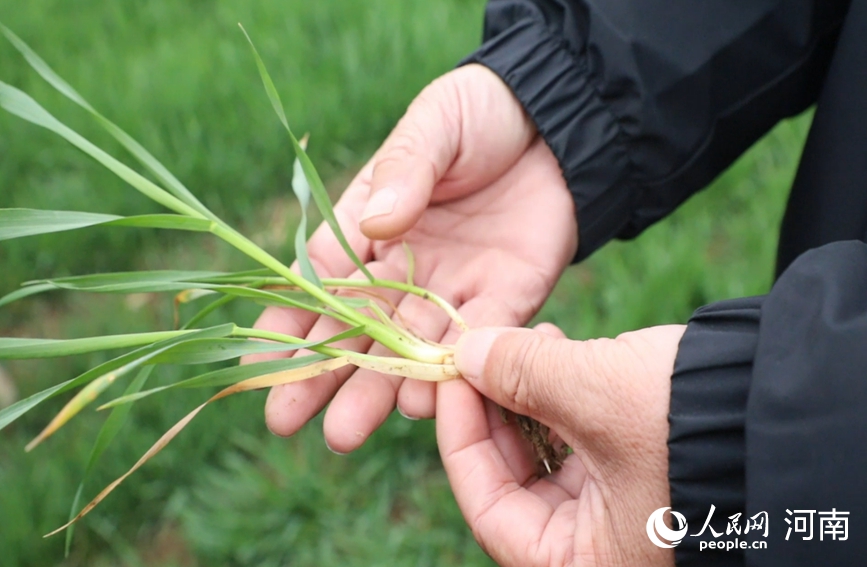 夏邑县农技人员手中的小麦植株分蘖健壮，显示出良好的春管基础。人民网记者 辛静摄
