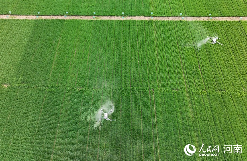 夏邑县植保无人机开展飞防作业，高效喷施药剂，助力稳产增收。人民网记者 尚明桢摄