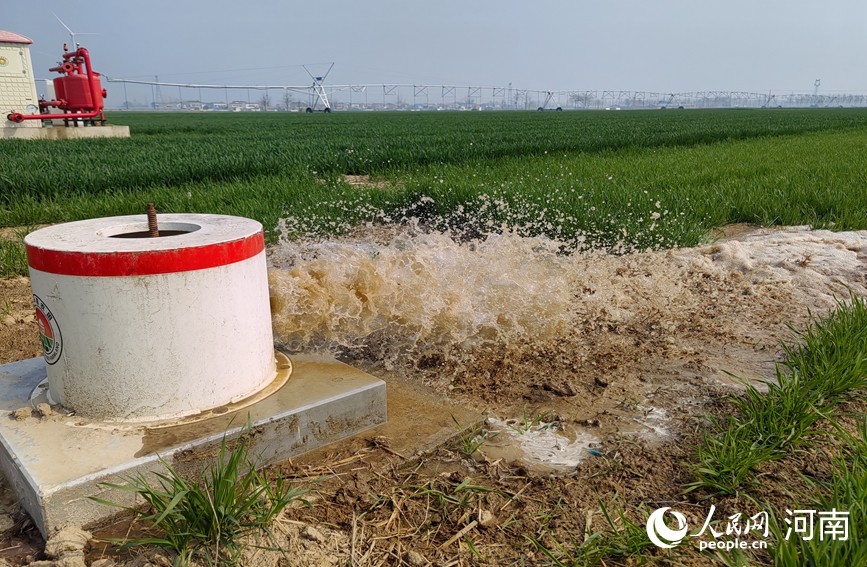虞城高标准农田正在进行春灌作业。人民网记者 辛静摄