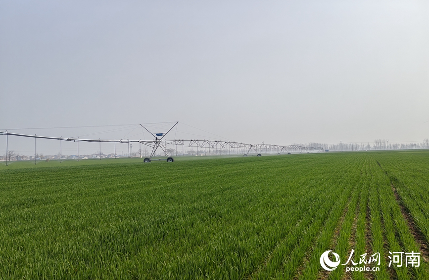 虞城高标准农田正在进行春灌作业。人民网记者 辛静摄
