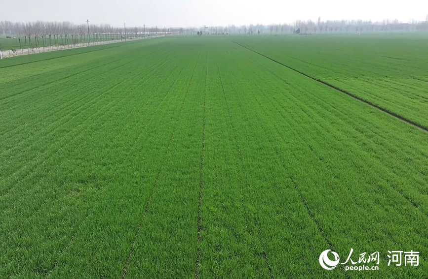 豫东平原小麦长势健壮，叶片浓绿挺拔。人民网记者 辛静摄