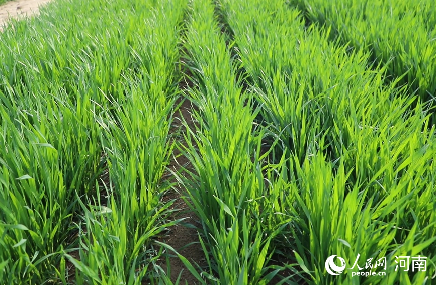 豫东平原小麦长势健壮。人民网记者 辛静摄