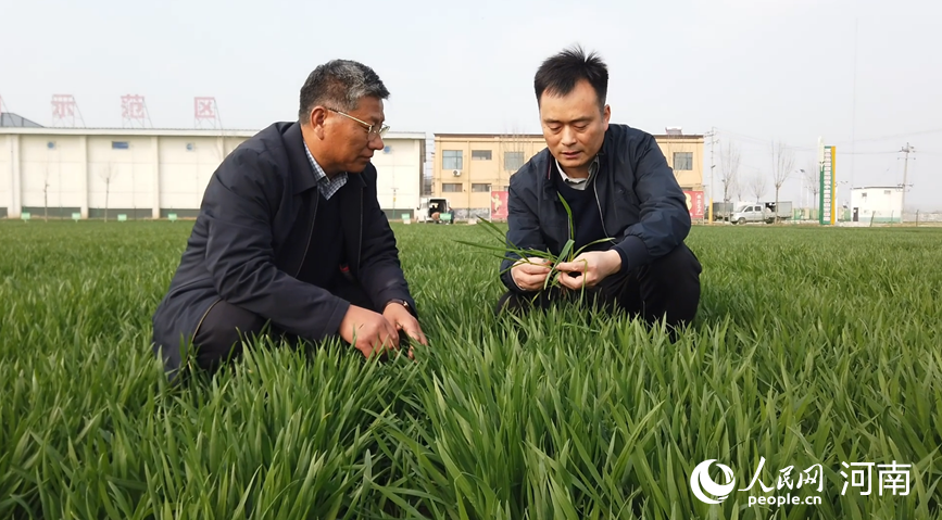 夏邑县农技人员深入田间地头，实地查看苗情，指导科学种植与管护。人民网记者 尚明桢摄