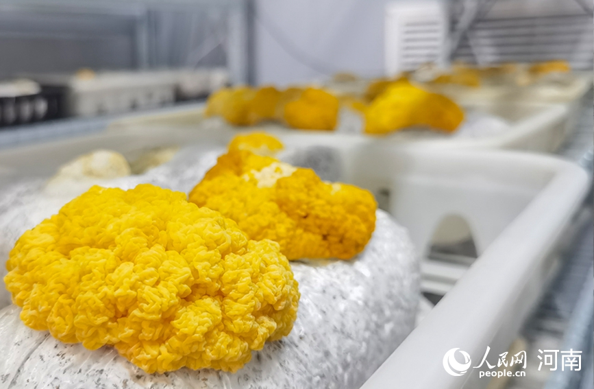 种植户利用智能方舱种植金耳，拓宽增收渠道。人民网记者 辛静摄