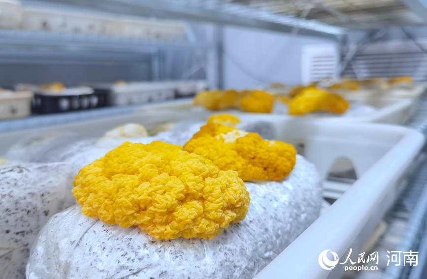 种植户利用智能方舱种植金耳，拓宽增收渠道。人民网记者 辛静摄