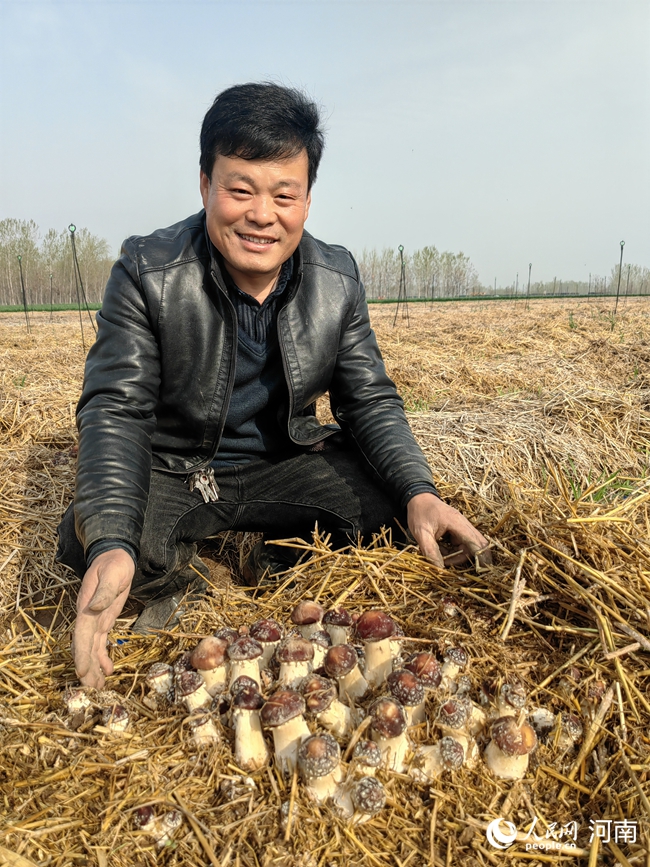 赤松茸喜获丰收。人民网记者 辛静摄