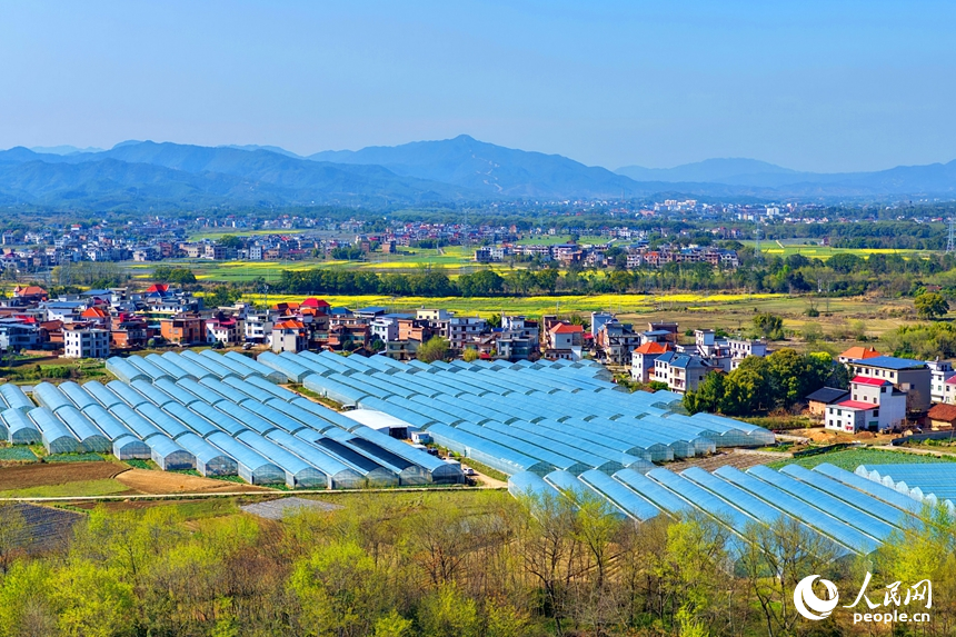赣州市兴国县高兴镇文溪村，田垄纵横、大棚林立，民居与青山相映成景，呈现一幅春日秀美田园画卷。人民网记者 朱海鹏摄