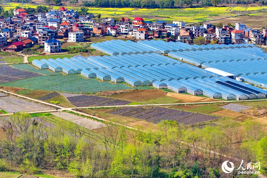 赣州市兴国县高兴镇文溪村，田垄纵横、大棚林立，民居与青山相映成景，呈现一幅春日秀美田园画卷。人民网记者 朱海鹏摄