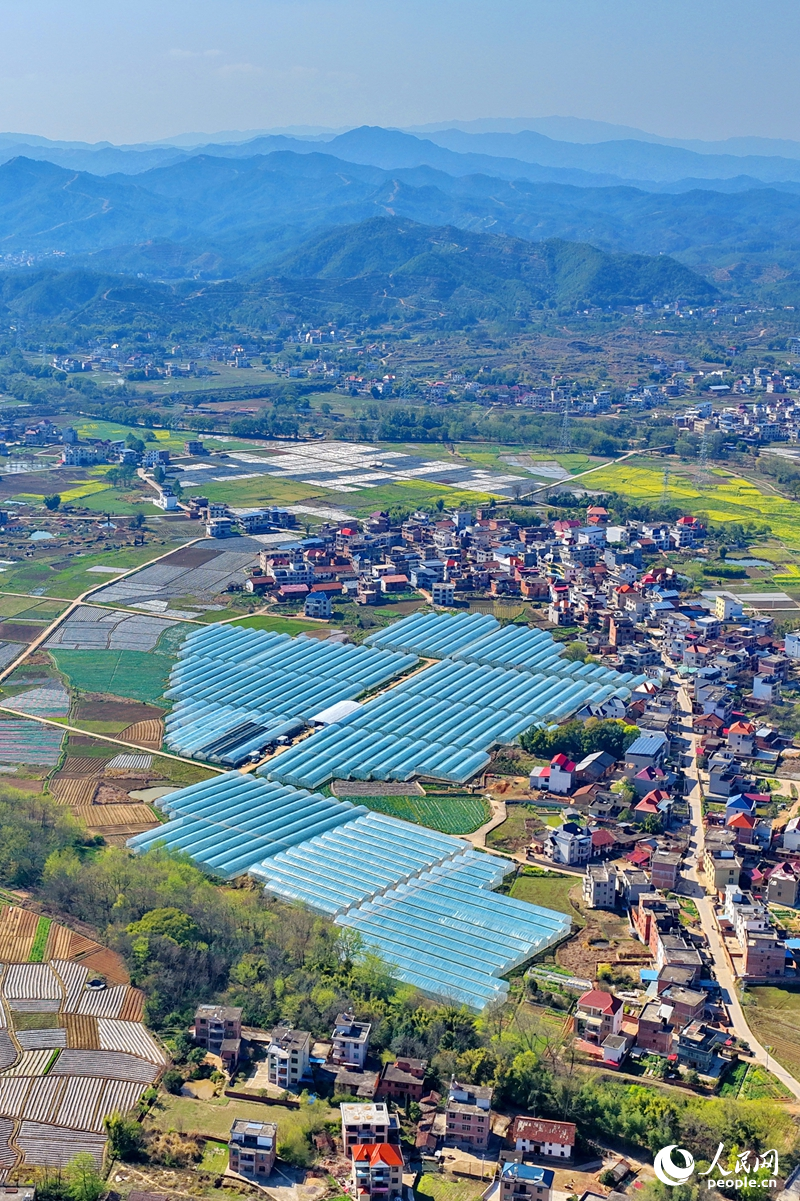 赣州市兴国县高兴镇文溪村，田垄纵横、大棚林立，民居与青山相映成景，呈现一幅春日秀美田园画卷。人民网记者 朱海鹏摄