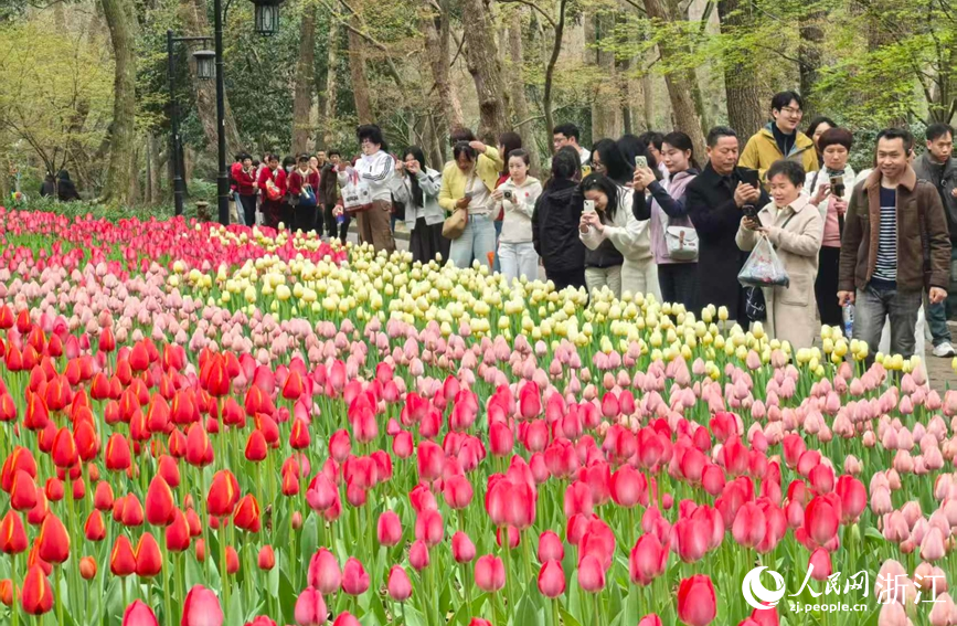 杭州太子湾公园内数十万株郁金香次第绽放。人民网记者 张帆摄