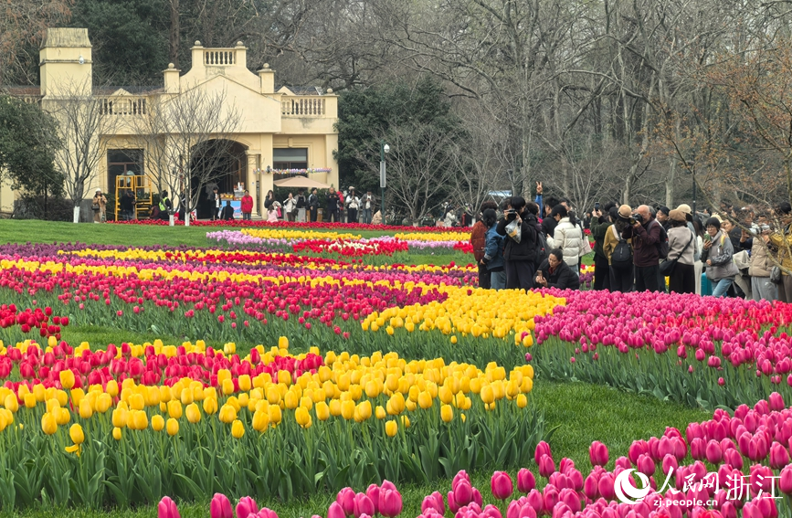 杭州太子湾公园内数十万株郁金香次第绽放。人民网 章勇涛摄