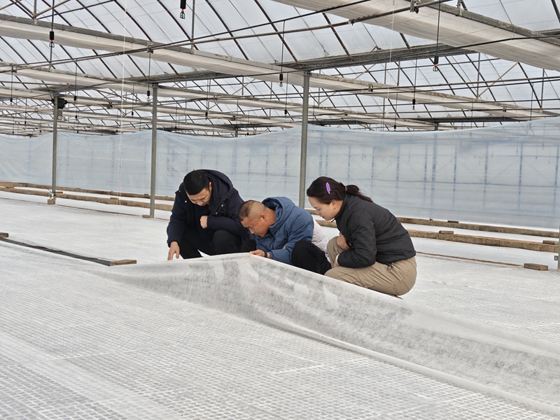 李村烟站工作人员到育苗点查看烟叶出苗情况。王丁立摄