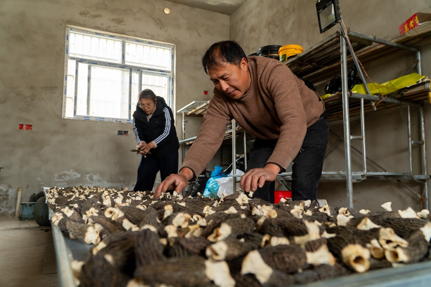 种植户把羊肚菌进行烘干。王青伟摄