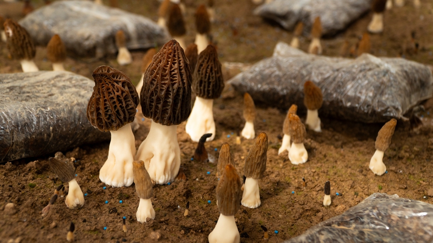 种植大棚内的羊肚菌生长情况。王青伟摄