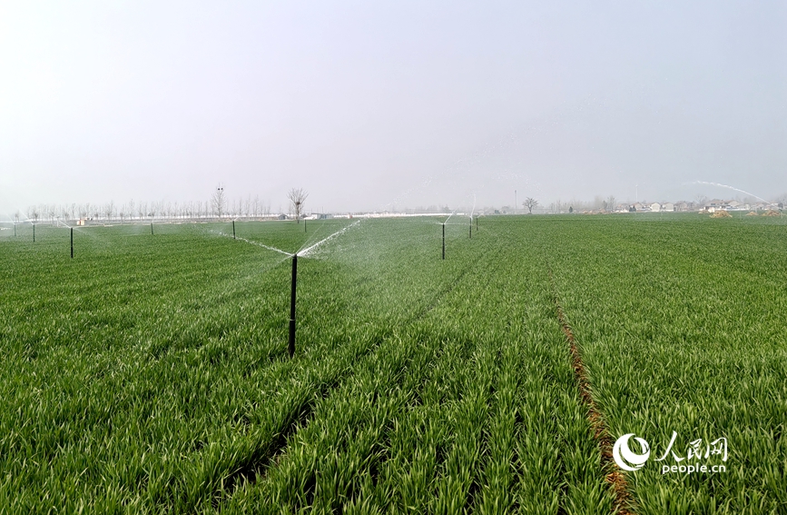 地埋式自动伸缩喷灌设备正在作业。人民网记者 辛静摄