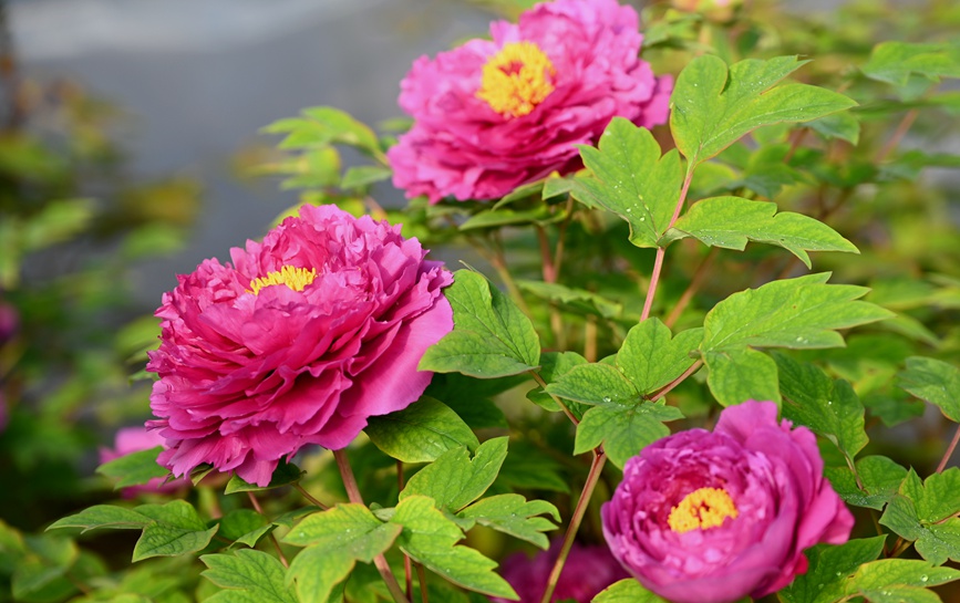 洛阳红 。人民网记者 王玉兴摄