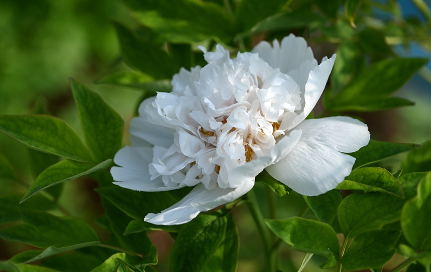 白雪塔。人民网记者 王玉兴摄