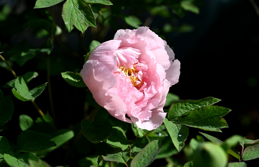 鲁粉。人民网记者 王玉兴摄