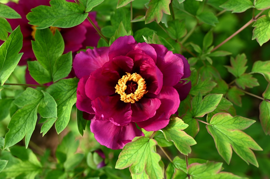 紫云殿。人民网记者 王玉兴 摄