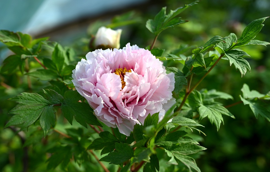 二乔。人民网记者 王玉兴摄