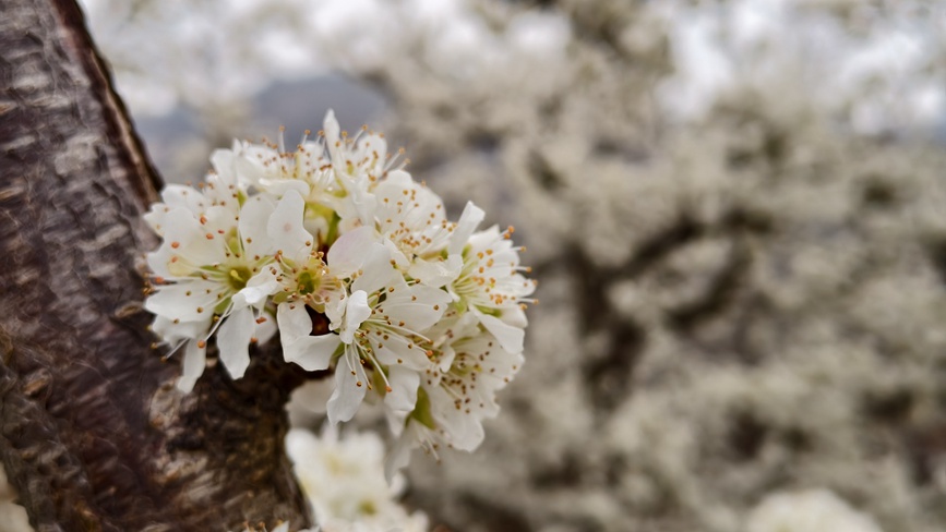 李子花開盛景。王青偉攝
