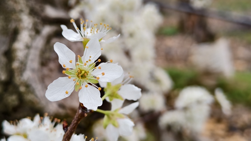 李子花開盛景。王青偉攝