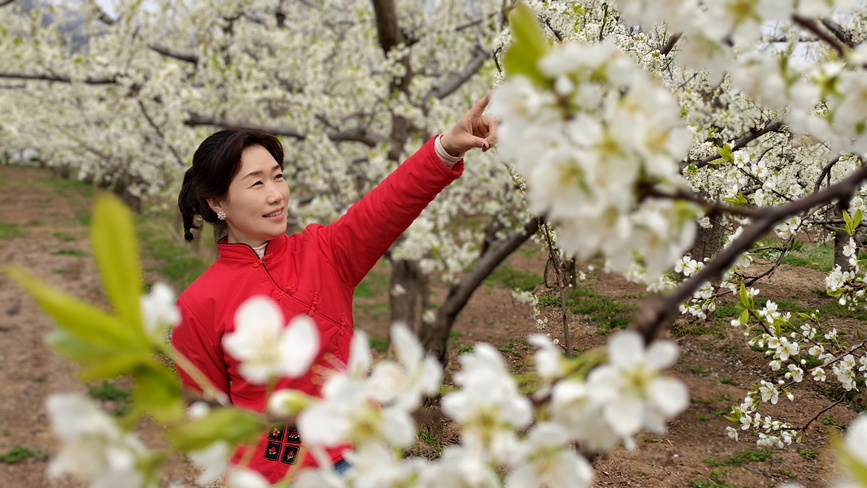 游客在柳林村李子花基地賞花。 王青偉攝