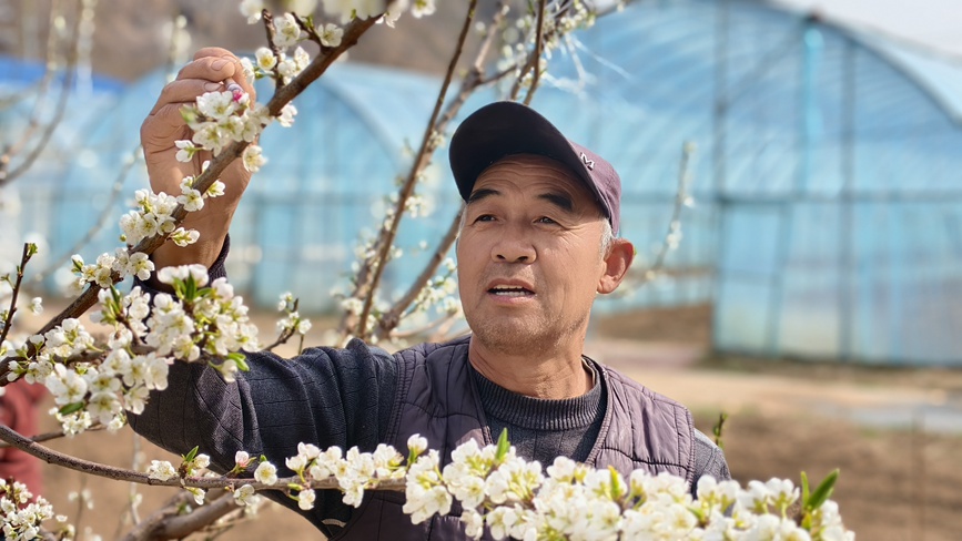 柳林村農技人員正在給李子樹授粉。王青偉攝