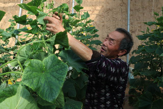 劉井方在溫室大棚內為黃瓜整枝打叉。李東強攝
