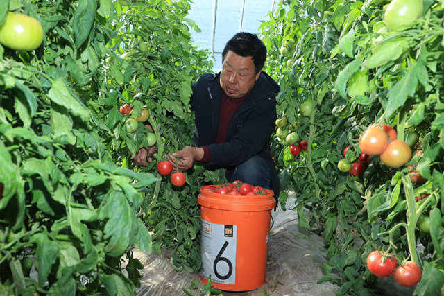 劉保軍祝正在採收西紅柿。李東強攝