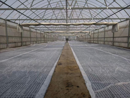 圖為水壓問題解決后正在進行噴霧的大棚。劉晉嘉攝