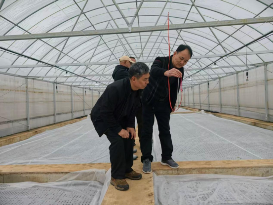 小界煙站職工正在檢查植物燈試驗棚的溫度。劉晉嘉攝