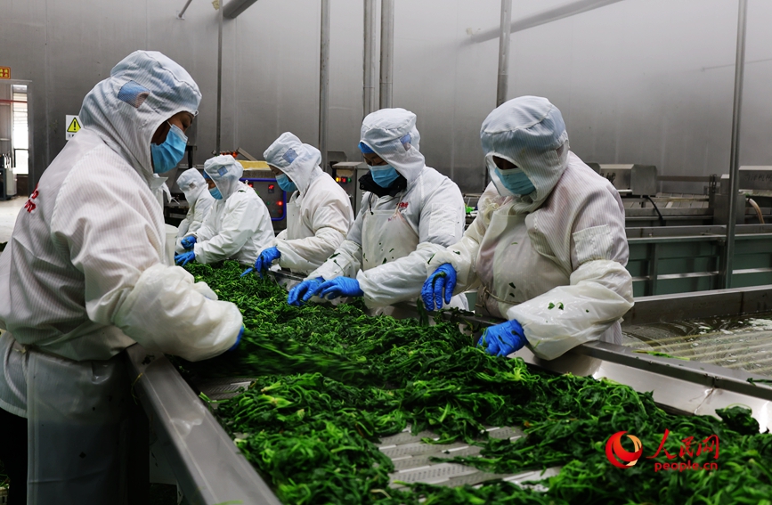 荠菜加工车间，工人在忙碌中。人民网记者 尚明桢摄