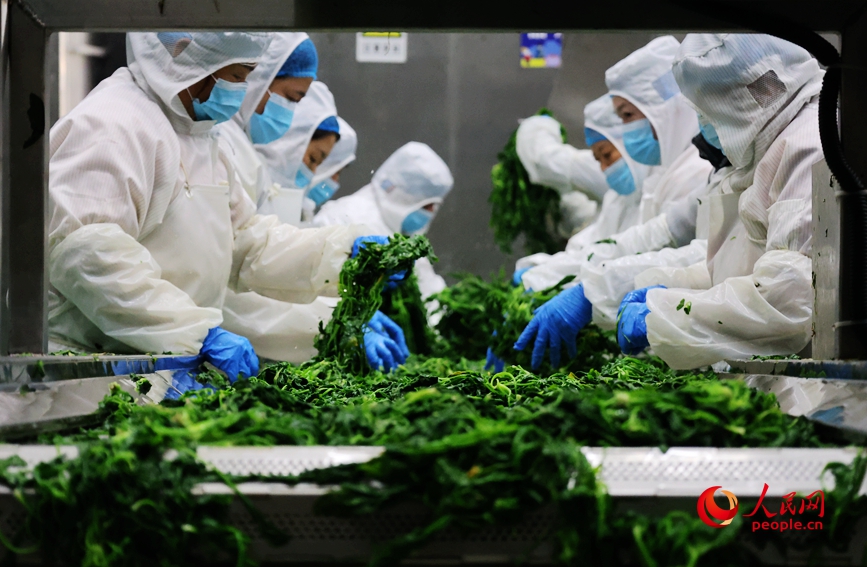 荠菜加工车间，工人在忙碌中。人民网记者 辛静摄