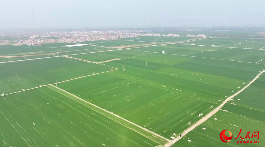 中原沃野,麦苗起身拔节,生机勃发。人民网记者 尚明桢摄