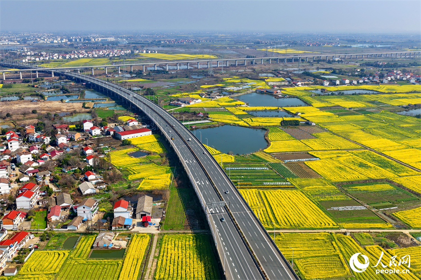 驰骋的车辆与公路沿线盛开的油菜花相映成景，构成一幅公路畅、春景美的独特画卷。人民网记者 朱海鹏摄