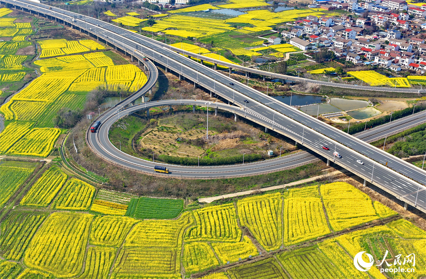驰骋的车辆与公路沿线盛开的油菜花相映成景，构成一幅公路畅、春景美的独特画卷。人民网记者 朱海鹏摄