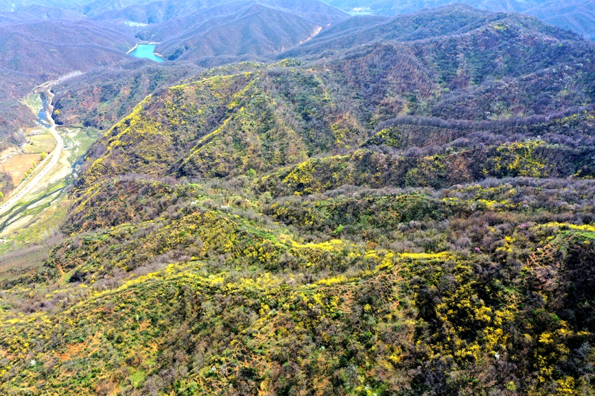 3月28日，三門峽市陝州區店子鄉大山深處，13萬畝野生連翹鮮花綻放。王建棟攝