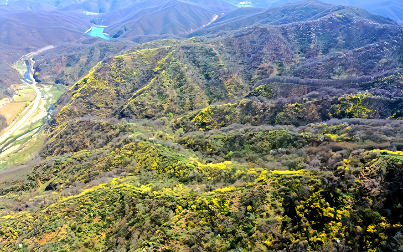 連翹花開富鄉村