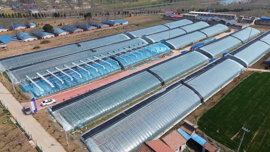 北美黑树莓种植示范园航拍图。李飞摄