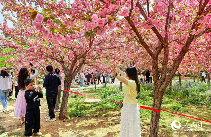 游客在樱花树下拍照留念。人民网记者 徐驰摄
