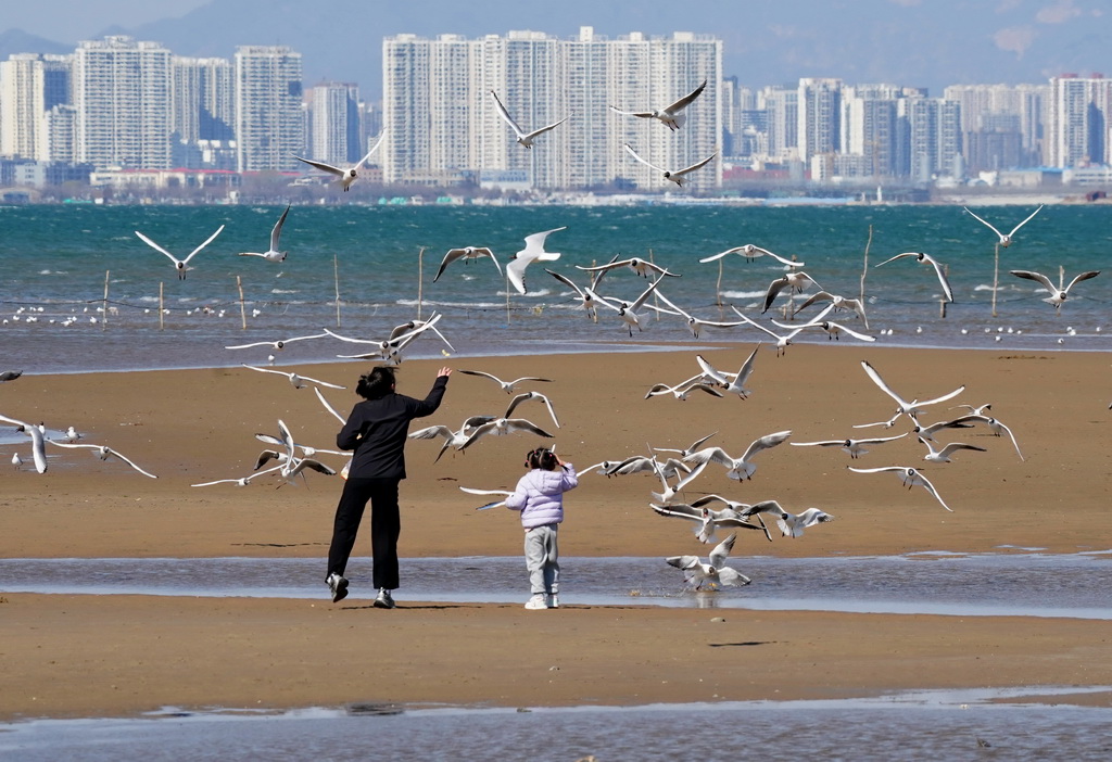 4月7日,游客在河北省秦皇岛市北戴河区沿海地区观看海鸥飞舞。