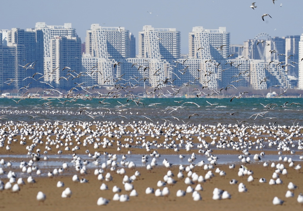 这是4月7日在河北省秦皇岛市北戴河区沿海地区拍摄的海鸥。
