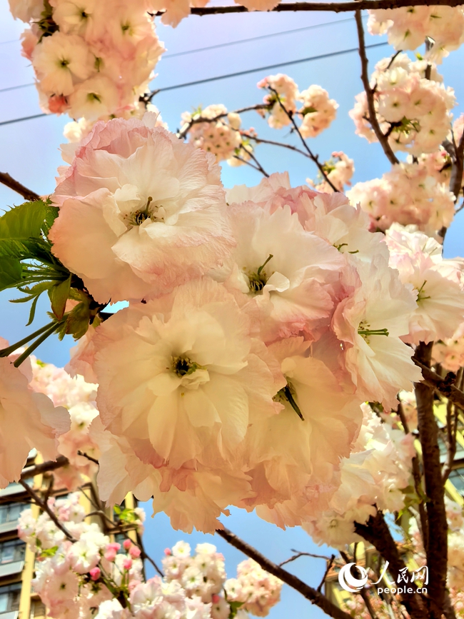 芳菲四月，河南省鹤壁市30余万株樱花次第绽放。人民网记者 徐驰摄
