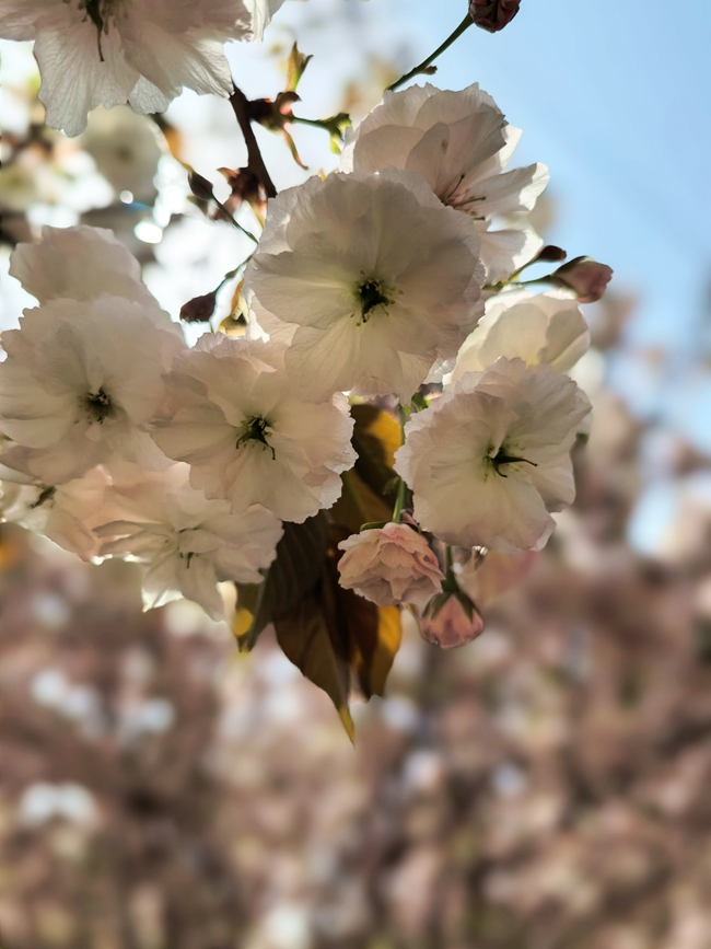 芳菲四月，河南省鹤壁市30余万株樱花次第绽放。辛娟摄