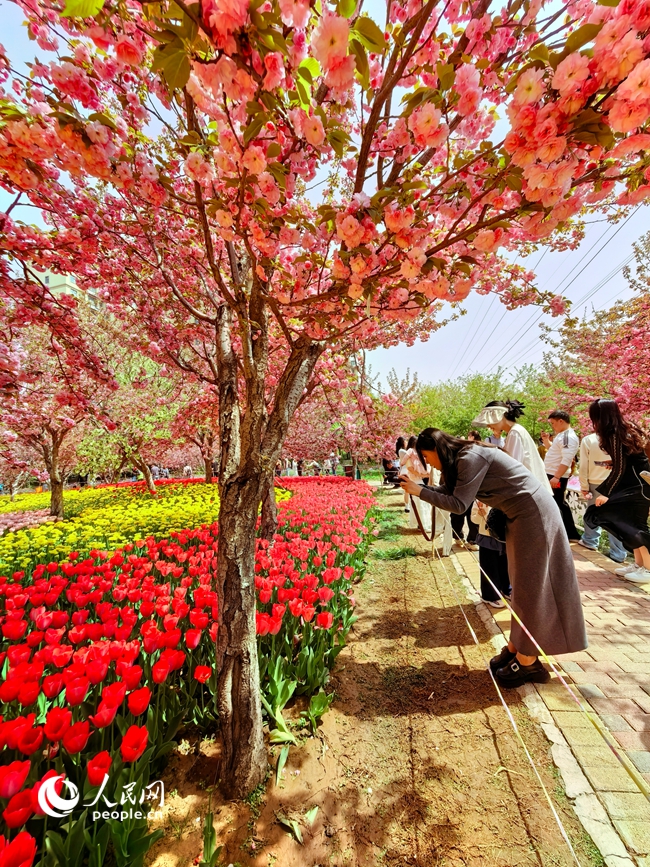 樱花与郁金香相映成趣，吸引周边地市游客纷至沓来。人民网记者 徐驰摄